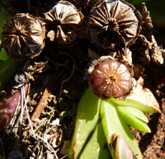 Glottiphyllum longum