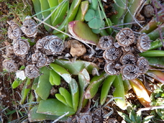 Glottiphyllum longum