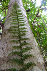 Arthrobotrya articulata