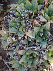 Haworthia retusa