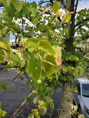 Tilia americana