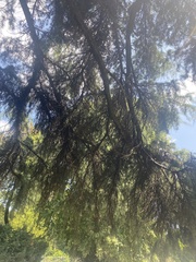 Cedrus deodara