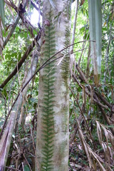 Arthrobotrya articulata