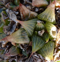 Haworthia retusa