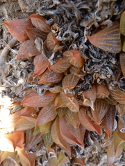 Haworthia retusa