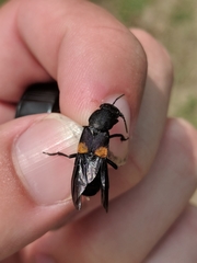 Platydracus fossator
