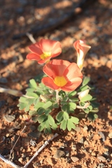 Oxalis annae