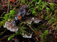 Hydnellum suaveolens