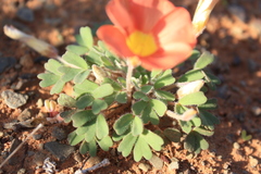Oxalis annae