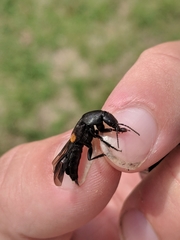 Platydracus fossator