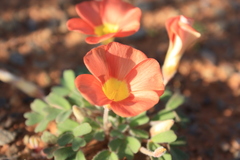 Oxalis annae