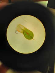 Encalypta rhaptocarpa