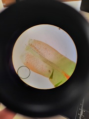 Encalypta rhaptocarpa