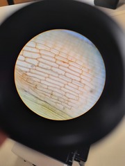 Encalypta rhaptocarpa