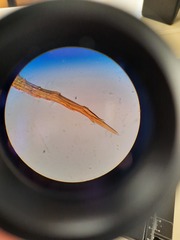 Encalypta rhaptocarpa