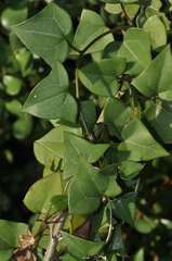 Senecio macroglossus