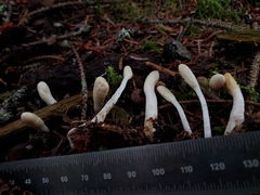 Trichoderma leucopus