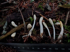 Trichoderma leucopus