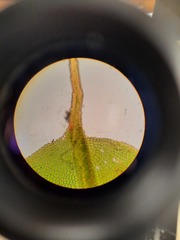 Encalypta rhaptocarpa