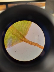 Encalypta rhaptocarpa