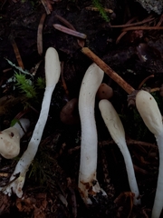 Trichoderma leucopus