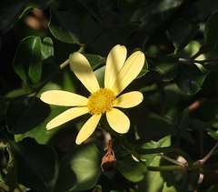 Senecio macroglossus