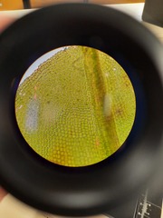 Encalypta rhaptocarpa