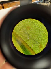 Encalypta rhaptocarpa