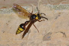 Delta unguiculatum