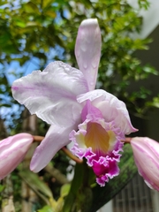 Cattleya