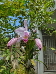 Cattleya