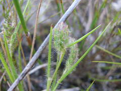 Tribolium brachystachyum