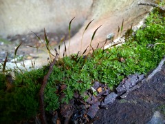 Encalypta rhaptocarpa