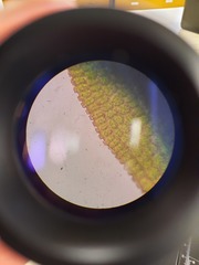 Encalypta rhaptocarpa