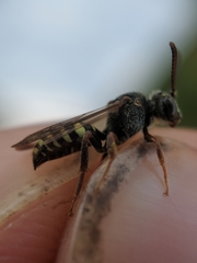 Nomada vicina