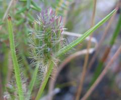 Tribolium brachystachyum