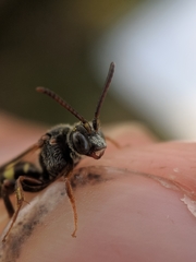 Nomada vicina