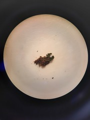 Encalypta rhaptocarpa