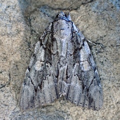 Catocala flebilis