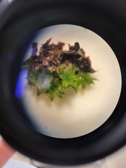 Encalypta rhaptocarpa