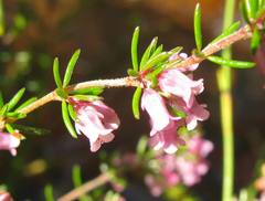 Erica intervallaris