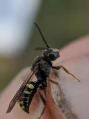 Nomada vicina