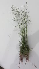 Eragrostis obtusa