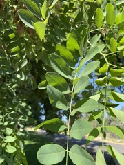Robinia pseudoacacia