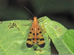 Panorpa rufescens
