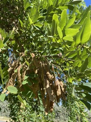 Robinia pseudoacacia