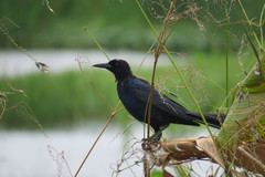 Quiscalus major image