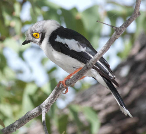 White-crested Helmetshrike