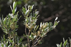Salix brachycarpa brachycarpa