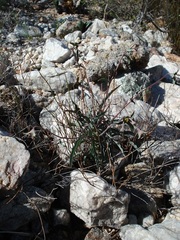 Euphorbia oxystegia